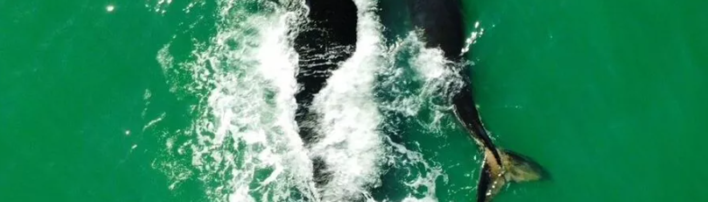 baleia_franca_sc_1x_png